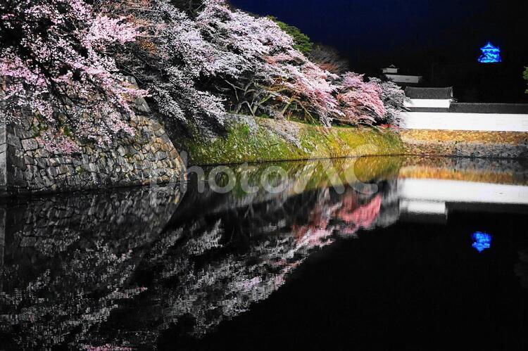 2019　彦根城　桜咲く 近畿,滋賀,彦根の写真素材