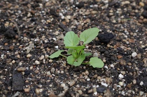 パンジーの新芽　冬から春の花　植え付け パンジー,新芽,苗の写真素材