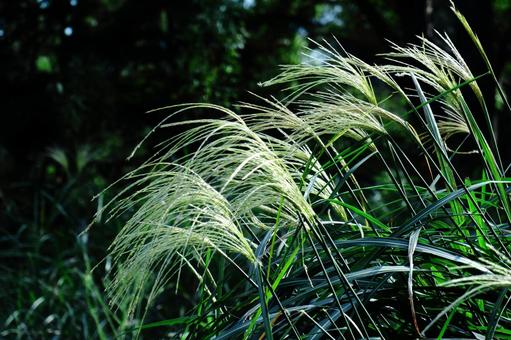 日本像徵秋天的花, JPG 日本像徵秋天的花, susuki, thin, mans, JPG