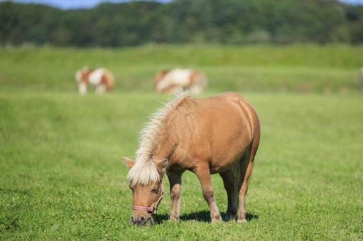 ミニチュアホース ミニチュアホース ミニチュアホース,馬,小さい馬の写真素材