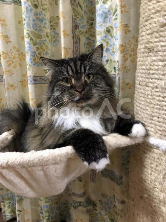 キャットタワーからこっちをみる猫 猫,ふわふわ,マンチカンの写真素材