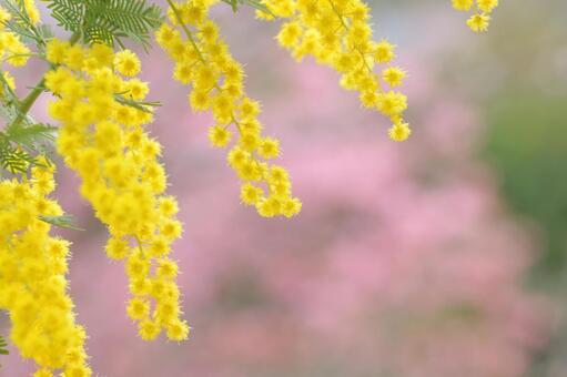 ミモザ　春の陽気 ミモザ,春,花の写真素材