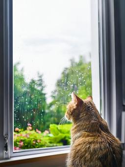 お散歩できない猫_AS000008 お散歩できない猫_AS000008の写真