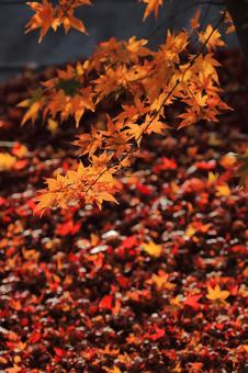 紅葉と落葉の絨毯 紅葉と落葉の絨毯 もみじ,秋,落葉の写真素材
