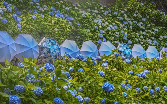 Hydrangea, JPG Hydrangea, JPG