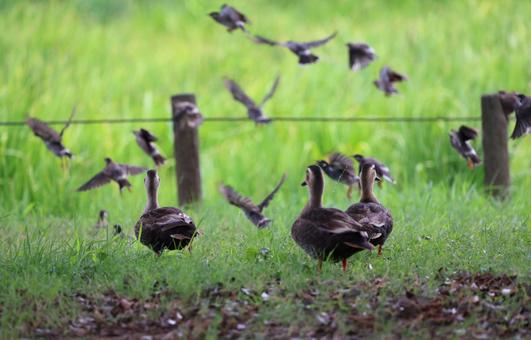 カルガモが近づき飛び立つムクドリの群れ カルガモが近づき飛び立つムクドリの群れ カルガモ,ムクドリ,飛び立つの写真素材