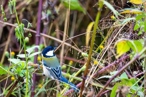 シジュウカラ(88)の写真