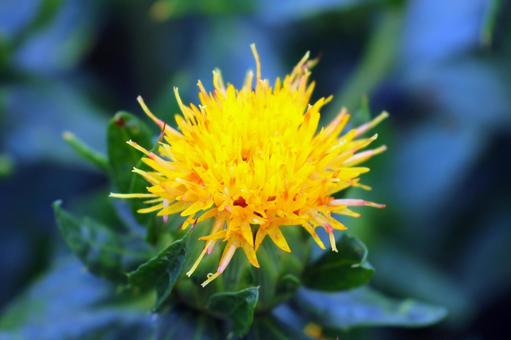 Photo, safflower hata, safflower, red, 