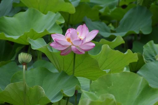 Oga lotus in the lotus field in Nozuta-cho, Machida City, just after the summer heat, JPG