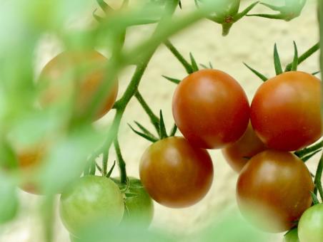 Cherry Tomato, JPG