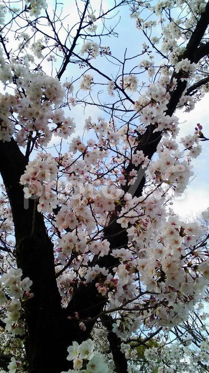 桜の木 桜,花,桜の木の写真素材