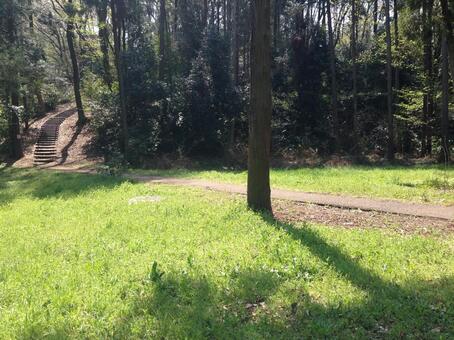 公園 公園,木,背景の写真素材