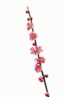 梅の花5 梅の花,１月,2月の写真素材