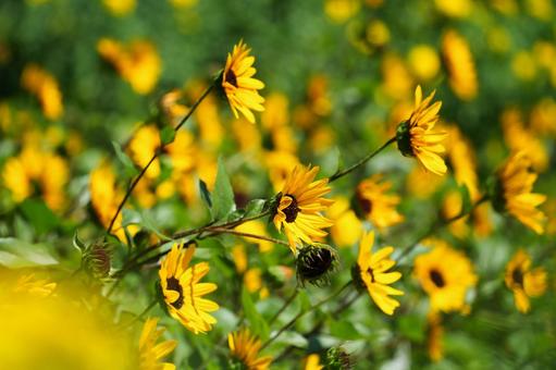 鮮やかな黄色のひまわり　サンビリーバブル ひまわり,サンビリーバブル,ヒマワリ畑の写真素材