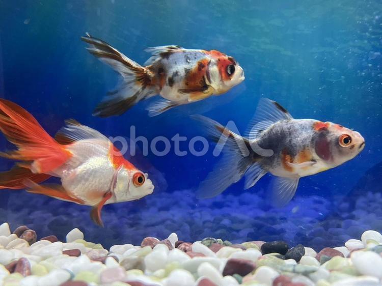 金魚すくい〜おうちへようこそ〜 お祭り,浴衣,屋台の写真素材