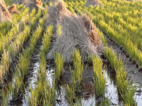 稲刈り後の田んぼ 稲架掛け,田んぼ,稲の写真素材