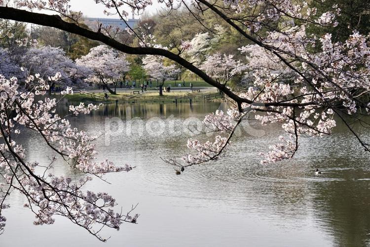 満開の桜の公園を散歩 桜,池,鴨の写真素材