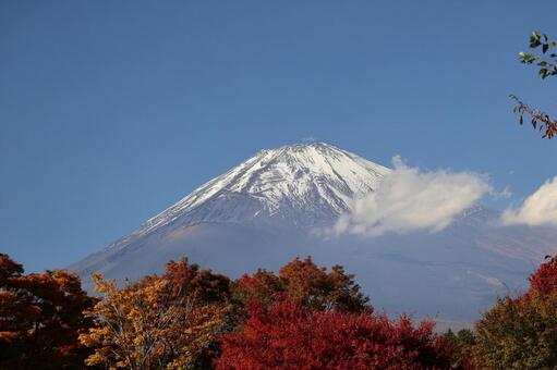 紅葉した森と白い雲と冠雪した富士山と青空 紅葉した,森,白いの写真素材