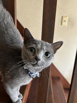 ロシアンブルー ロシアンブルー ロシアンブルー,猫,階段の写真素材