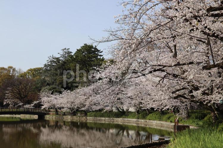 名城公園・おふけ池と桜 桜,花,春の写真素材