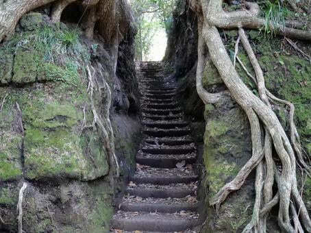 伊豆大島　泉津の切通し 泉津の切通し,森,神秘的の写真素材