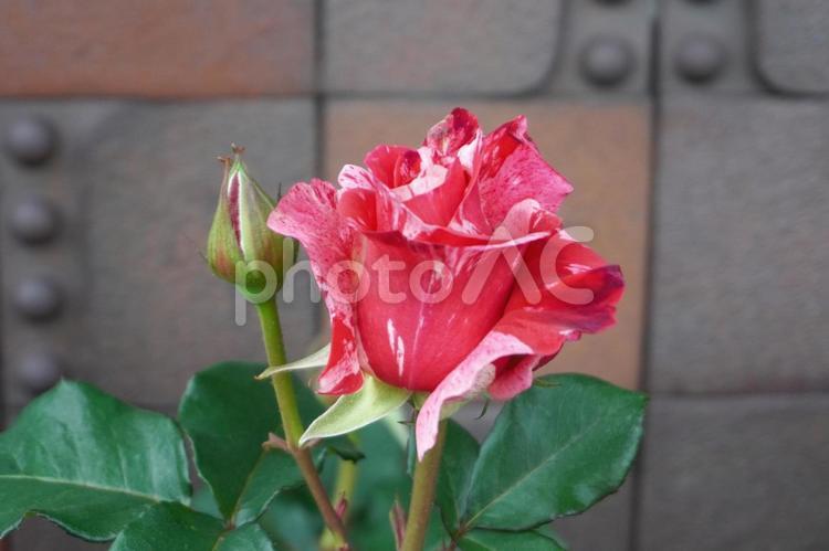 クレイジートゥ（咲き始め）01 バラ,薔薇,花の写真素材