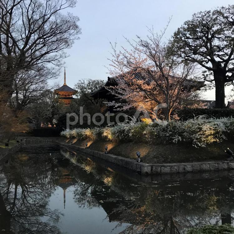 東寺　桜　ライトアップ　京都夜景 桜,さくら,サクラの写真素材