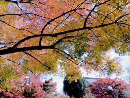 カイノキの紅葉　観音寺　千葉県柏市 カイノキ,紅葉,錦の写真素材