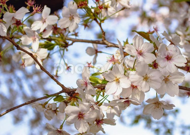 ソメイヨシノと青い空9 ソメイヨシノ,桜,サクラの写真素材