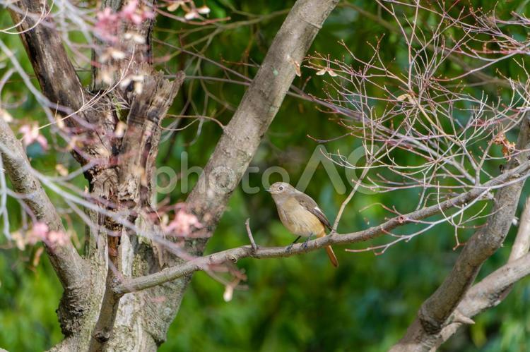 冬木立にとまるジョウビタキのメス ジョウビタキ,鳥,野鳥の写真素材