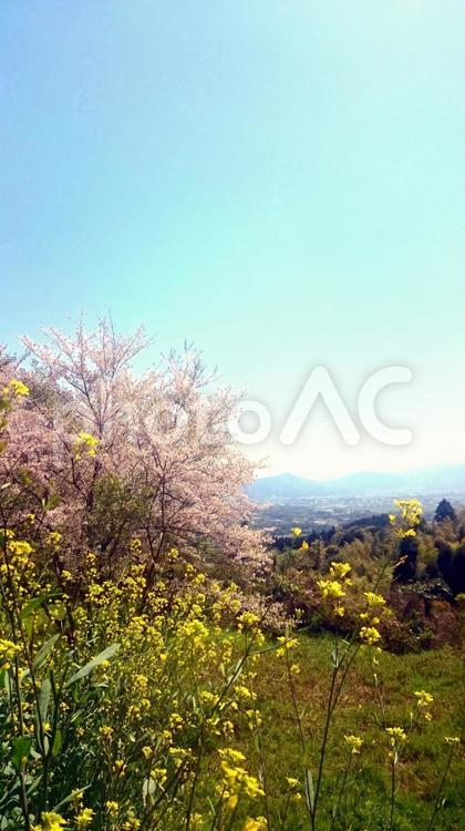 火山瑠璃光寺　桜　菜の花 お寺,さくら,サクラの写真素材