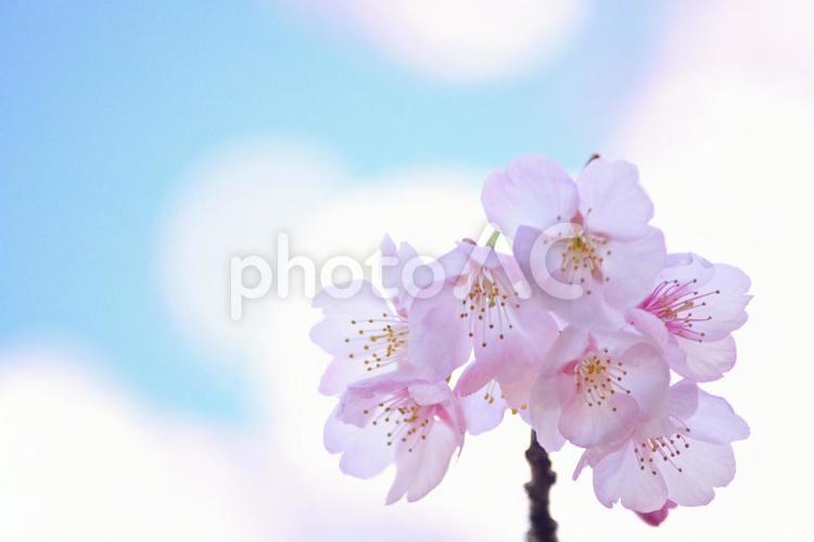 早咲き桜-280 桜,早咲き桜,アタミカンザクラの写真素材