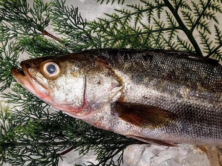 天然魚 スズキ 天然魚 スズキの写真
