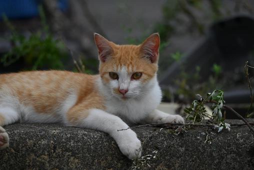 走島のにゃんこ達 走島のにゃんこ達の写真