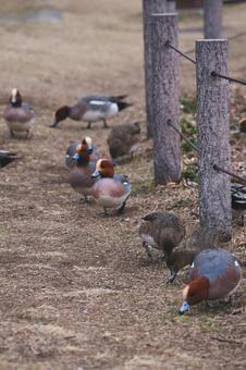 カモの群れ カモの群れの写真