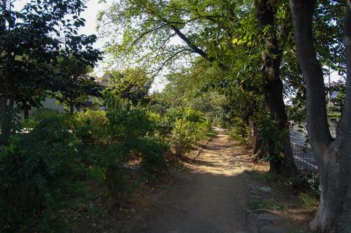 玉川上水第二公園の木々 玉川上水第二公園の木々の写真