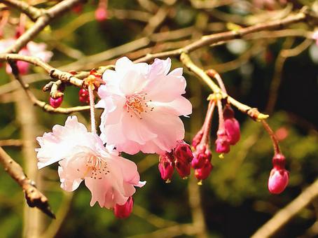 桜 桜の写真