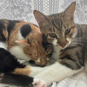 ピッタリ寄り添う 仲良し,猫,2匹の写真素材