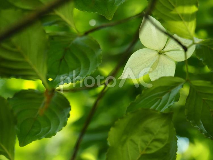 ヤマボウシ花ひとつ ヤマボウシ,初夏,グリーンの写真素材