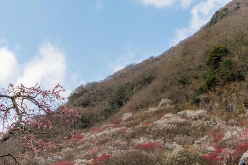 青空に映える満開の紅梅と白梅 梅,迎春,梅の花の写真素材