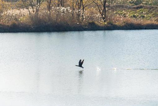 水面スレスレを飛ぶカワウ カワウ,鵜,水鳥の写真素材