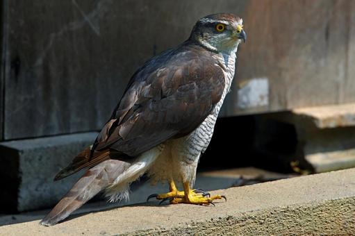 民家に舞い降りたオオタカの写真