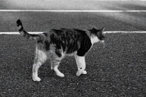 ねこ ねこ,野良,モノクロの写真素材