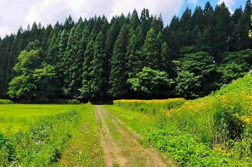 2025年7月の里山22 2025年7月の里山22の写真