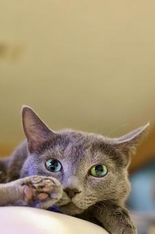 横座りして正面を見るロシアンブルー ねこ,ロシアンブルー,グレーの写真素材