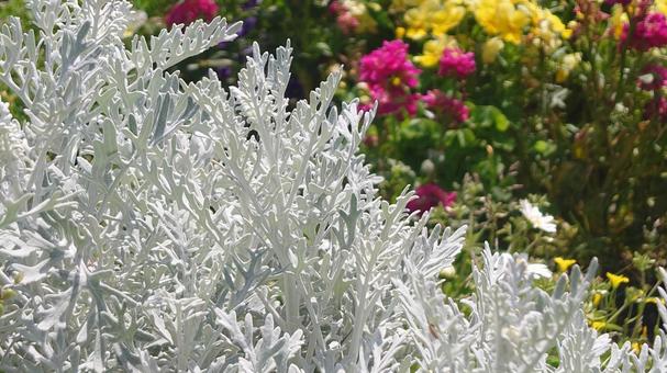 花壇の花 花壇の花の写真