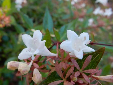 【花の写真】ハナゾノツクバネウツギ 【花の写真】ハナゾノツクバネウツギ ハナゾノツクバネウツギ,アベリア,花園衝羽根空木の写真素材
