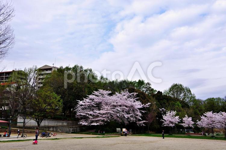 桜咲く公園風景 サクラ,桜,ソメイヨシノの写真素材
