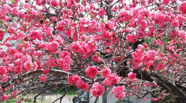 桃の花・その3 桃の花・その3 桃の花,桃,花桃の写真素材