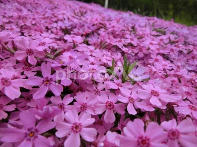 ピンクの絨毯 シバザクラ,芝桜,ピンクの写真素材